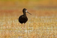 Pisila cerna - Himantopus novaezelandiae - Black stilt - kaki 0459